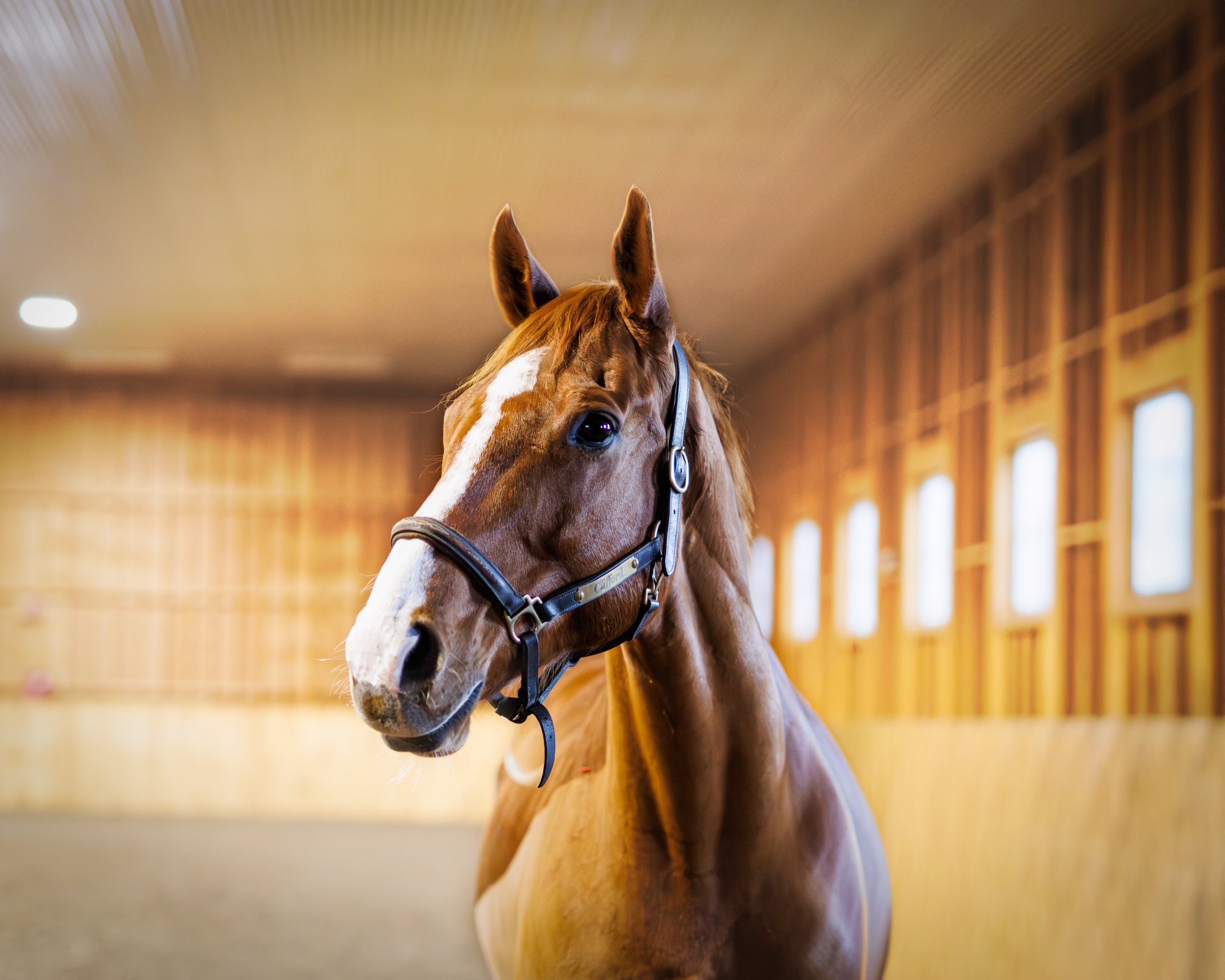 Equine portrait