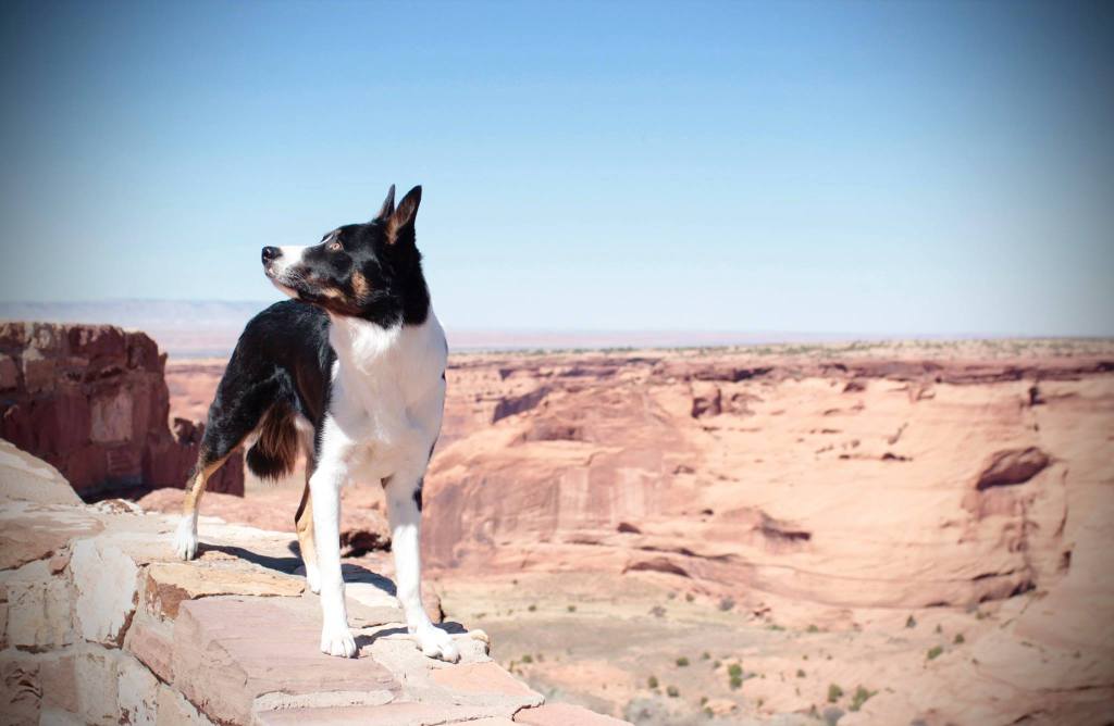 Listen to Your Dog, Do What’s Best for Them.